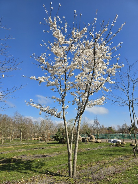 Prunus yedoensis bloem