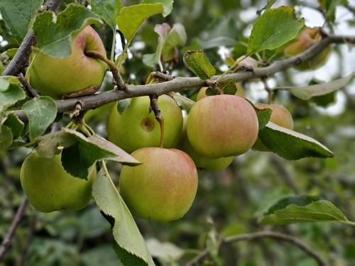 Handappel Jonagold in oktober