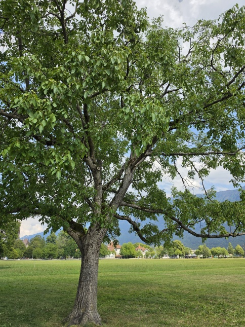 Walnoot Juglans regia hoogstam volwassen boom in het park van Interlaken