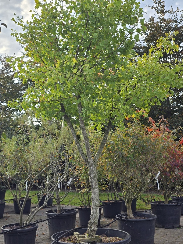 Japanischer Nussbaum