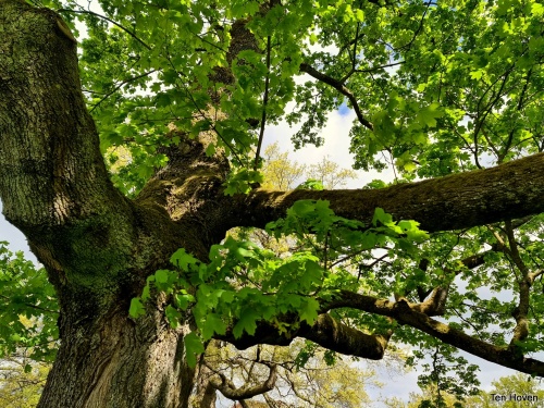 Acer platanoïdes veterane boom