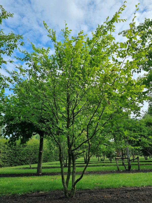 Hainbuche