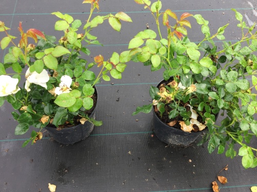 Rosa 'Escimo'