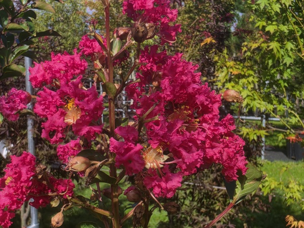 Indischer Flieder mit roter Blüte