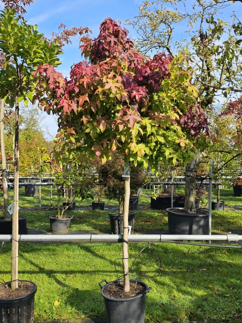Amberboom 'Gum Ball', herfsttopper als het om kleur gaat