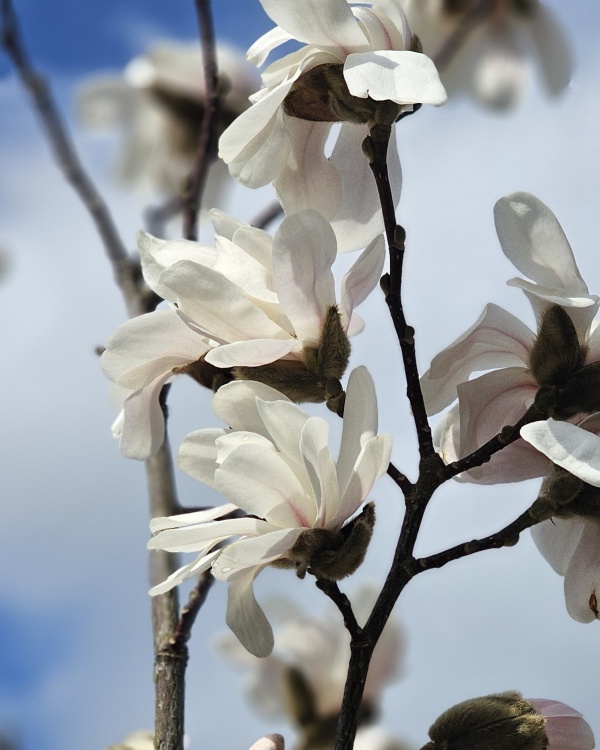 Magnolia Loebneri 'Merrill'