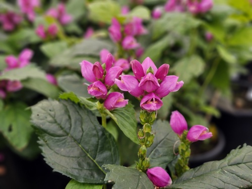 Prachtige bloei van de Chelone obliqua