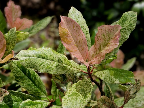 bontbladige glansmispel - Photinia serratifolia 'Pink Crispy'