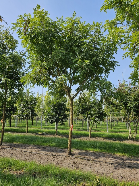 Japanse Zilverboom. Maackia amurensis. Amur maackia.