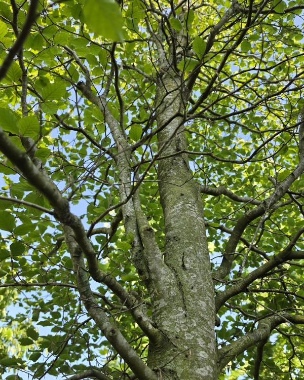 Groene Beuk