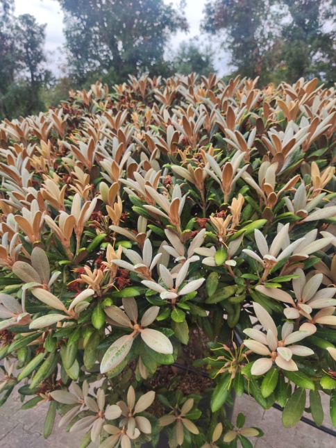 Rododendron 'Japanse Rhododendron 'Hydon Velvet'in bloei