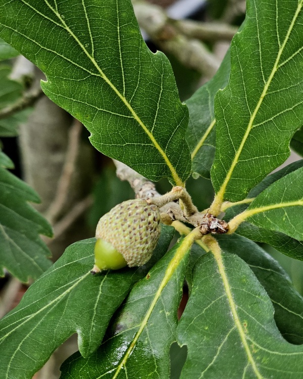 Semi-bladhoudende eikenboom in zuilvorm