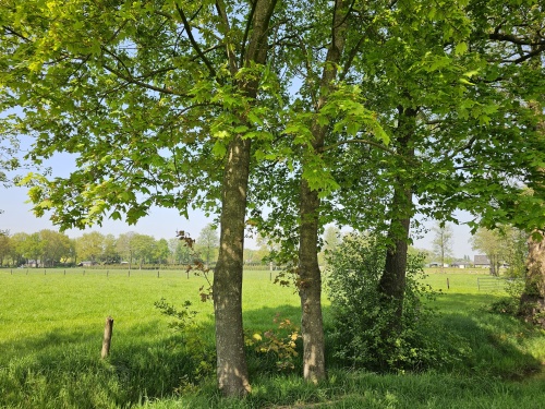Acer platanoides is een veel voor komende boomsoort in NL, die het vooral goed doet op zandgrond.