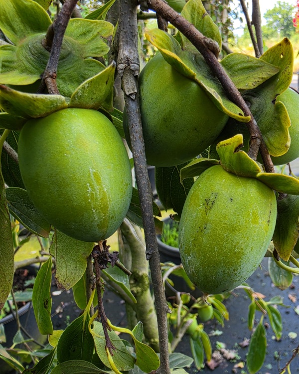 Trauerform des Kaki-Baums