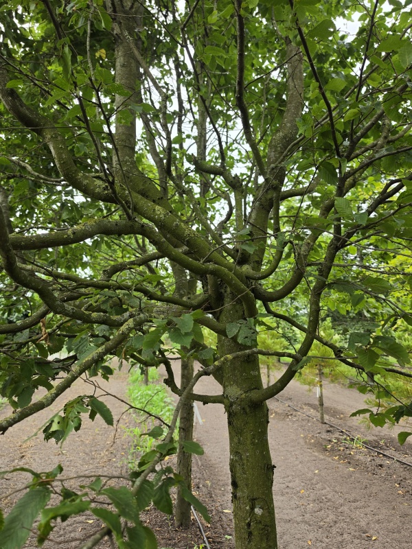 Zuilvormige haagbeuken op stam