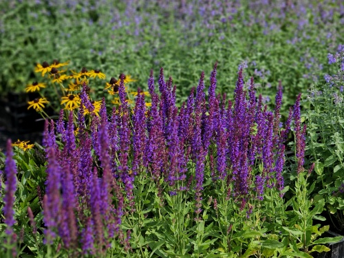 Salvia groepsbeplanting bloei in juli