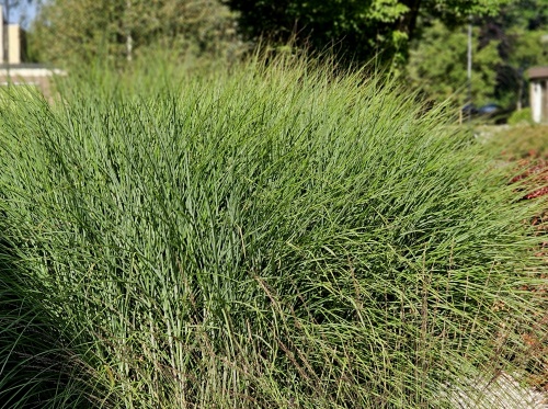Prachtriet 'Flamingo' - Miscanthus sinensis 'Flamingo'