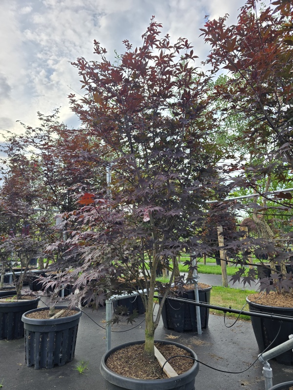 Japanse esdoorn