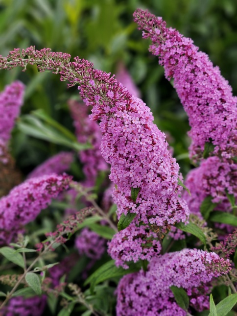 Vlinderstruik 'Pink Delight' met roze bloesem