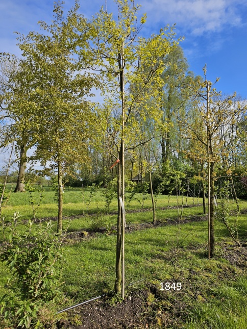 Quercus x kewensis april