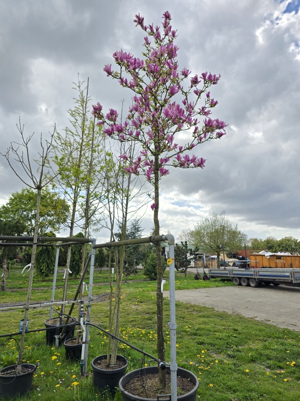 Magnolia