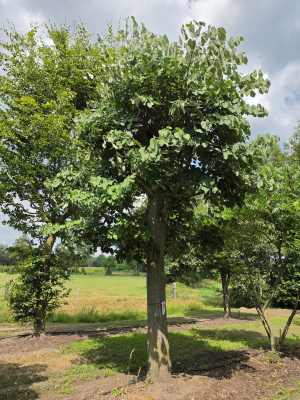 Silberlinde als Kandelaber