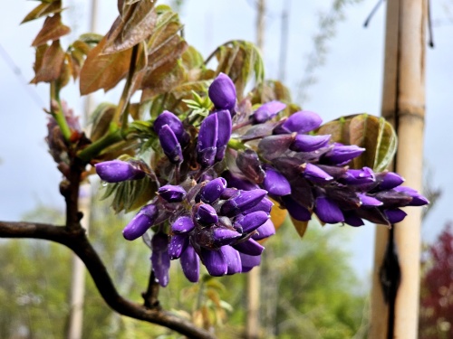 Wisteria brachybotrys 'Yokohama Fuji'