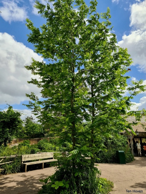 Pterocaryca Fraxinifolia meerstam struikvorm