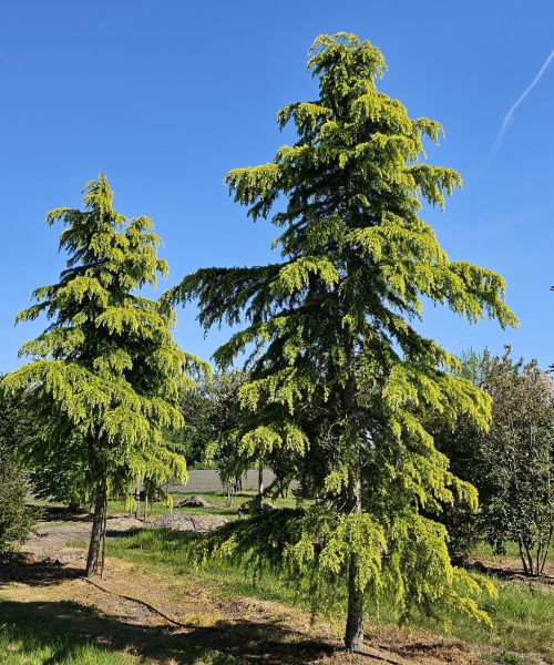 Himalayaceder 'Aurea'