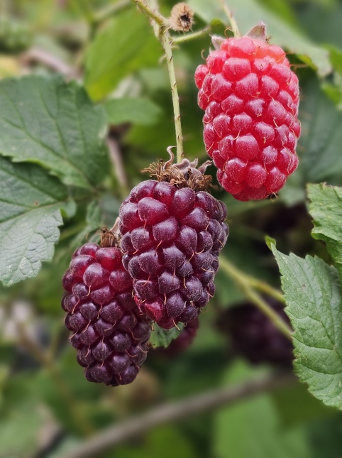 Rubus Doornloze Loganberry in juni-juli