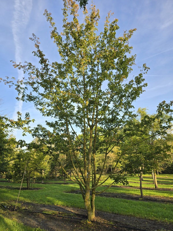 Veldesdoorn