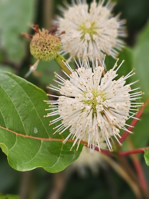 Cephalantus occidentalis met witte kogelbloem in de voorzomer