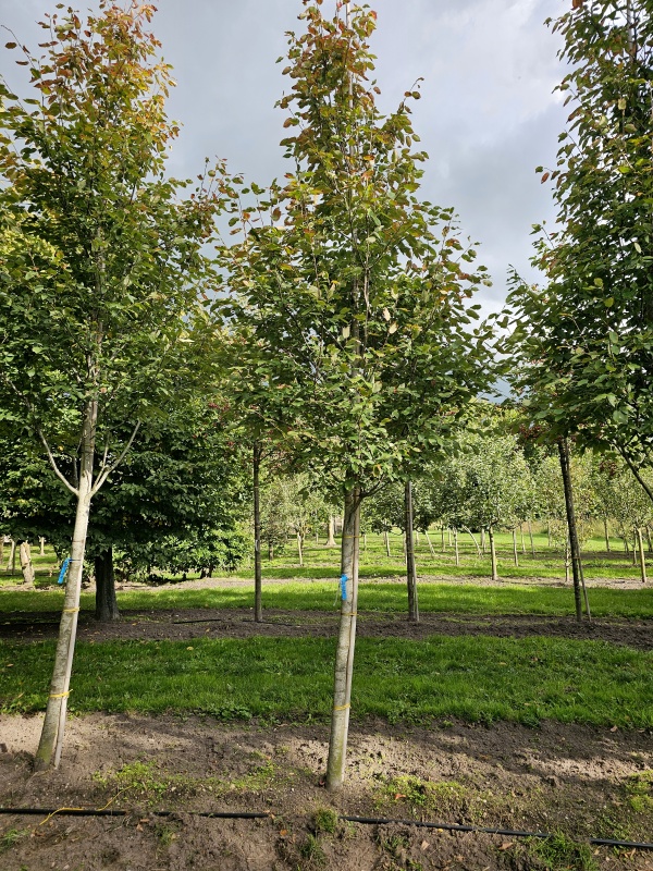 Johannisbeerbaum