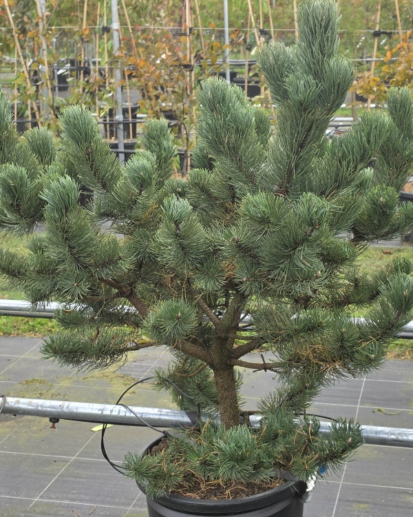 Grillige dwergvorm Oostenrijkse Den