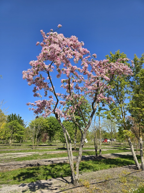 Sierappel