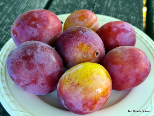 Prunus 'Victoria' is één van de meeste favoriete zoete pruimen in Nederland.