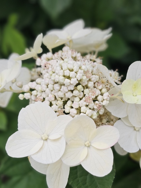 Pluimhortensia 'Wim's Red' begint met een zachte witkleur en kleurt vervolgens naar roodschakeringen.