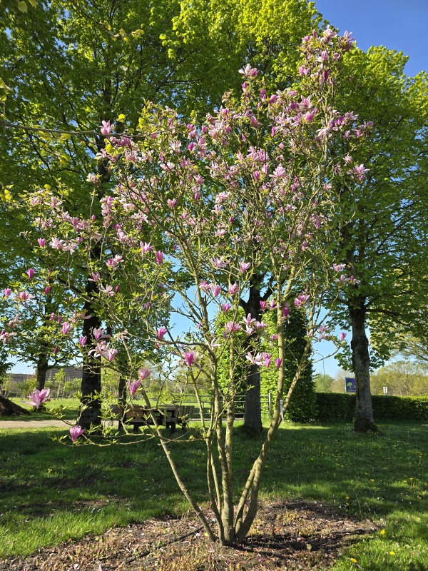 Magnolia Betty