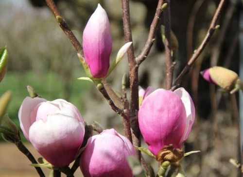 Magnolia 'Lennei' in bloei