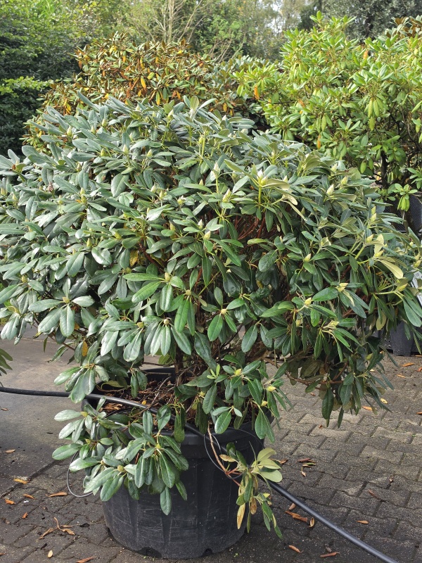 Japanischer Rhododendron mit rosaroter Blüte