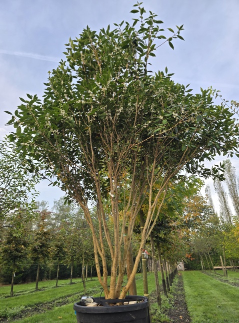 Osmanthus armatus