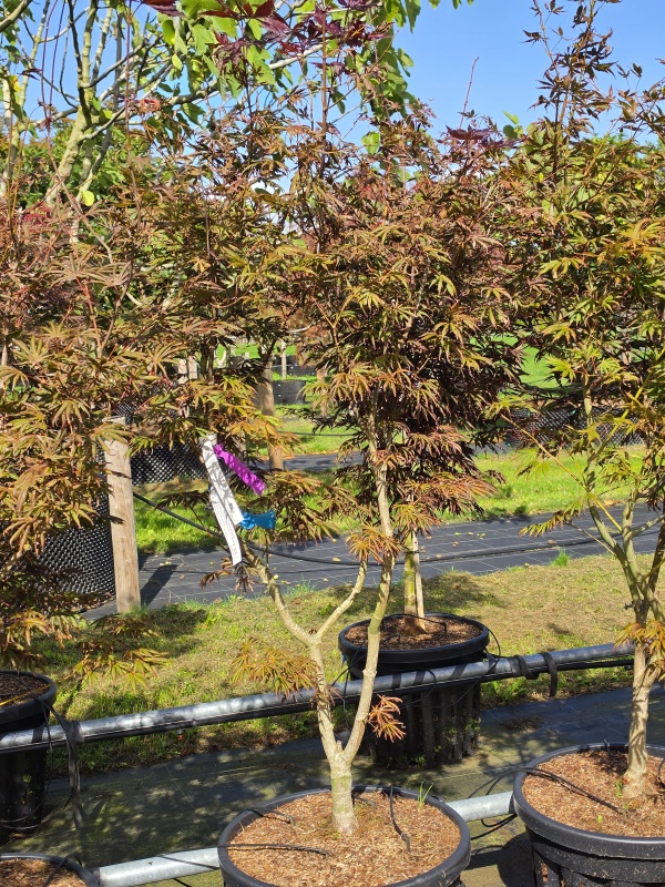 Japanischer Ahorn