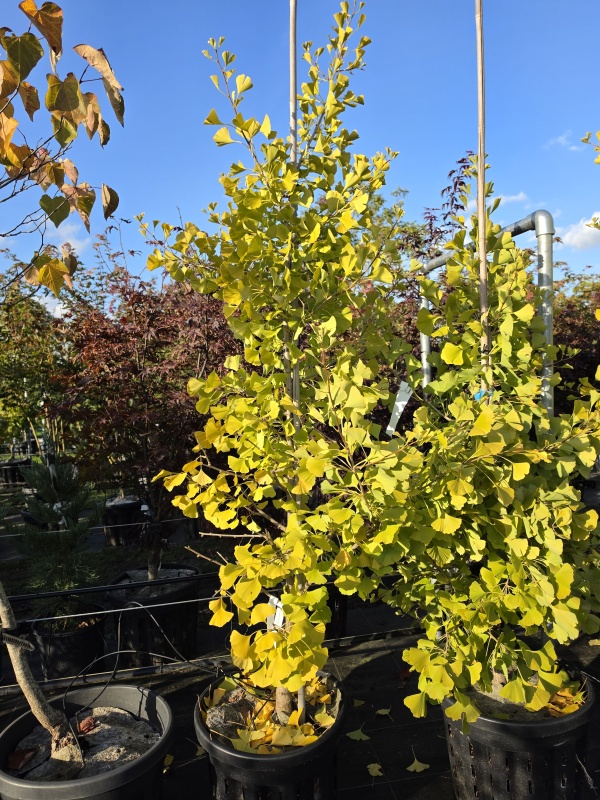 zuilvormige Ginkgo