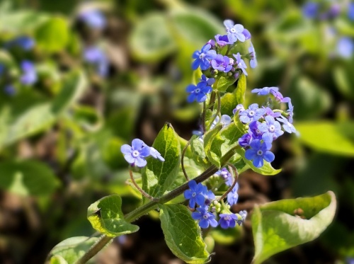 Kaukasische vergeet-me-niet als onderbeplanting bij berken.