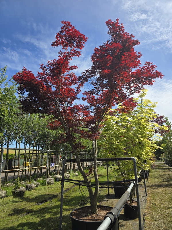Japanse Esdoorn