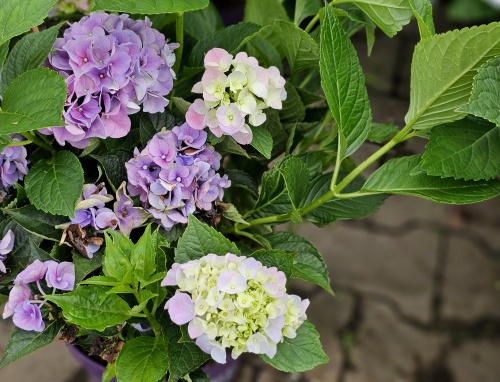 Hortensia Forever & Ever Blue met blauwe bloemen die in het najaar ook nog decoratief zijn.