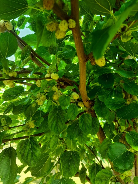 Moerbei, White Berry - Morus alba 'White Berry'