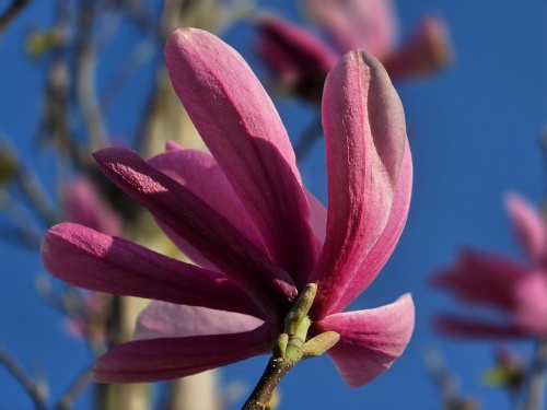 Magnolia 'Galaxy' bloeit vanaf eind maart