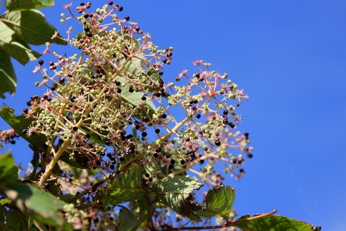 Duivelswandelstok, Engelenboom, Aralia elata, blad voorjaar