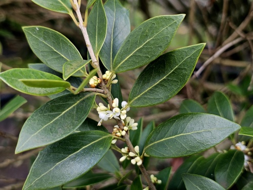 najaarsbloei en geur met deze bladhoudende osmanthus